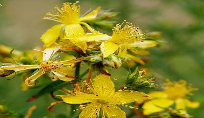 تصویر 1 از خرید و قیمت عمده عرق خواب آور برای خواب خوب